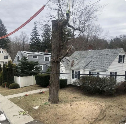 Workers in a tree providing tree services from Burke's Tree Service.