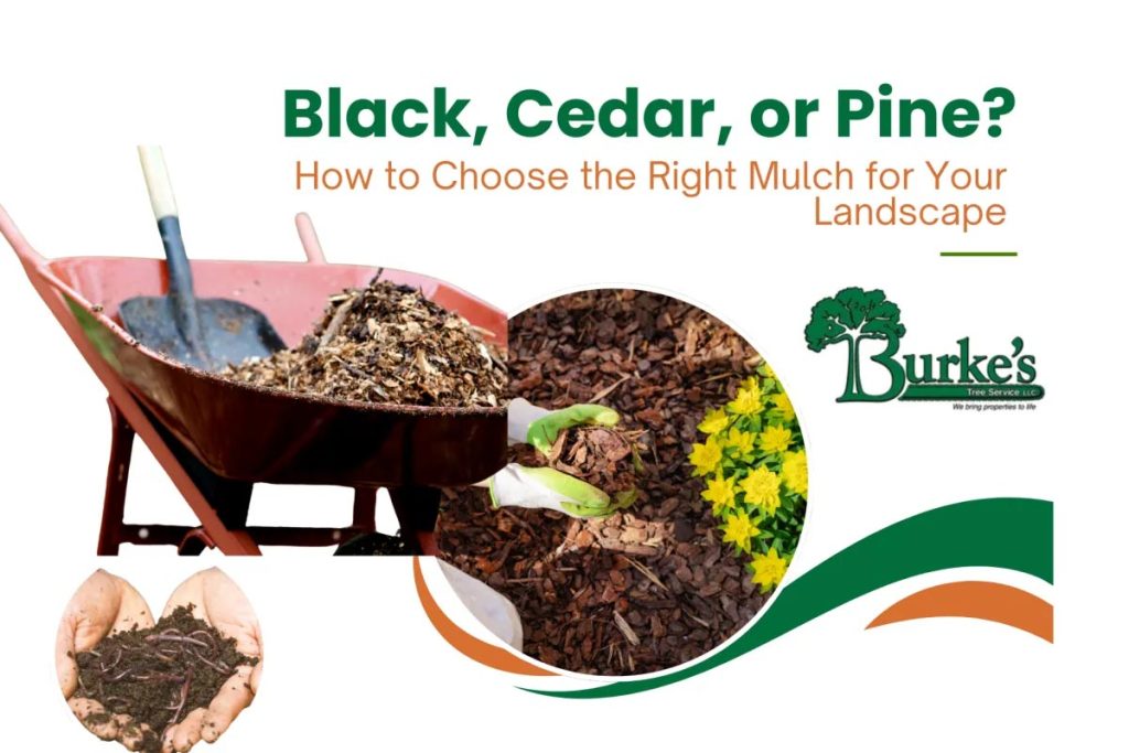 A graphic showing different types of mulch, with the text "Black, Cedar, Or Pine? How to Choose the Right Mulch for Your Landscape."